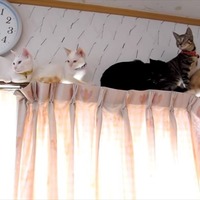 【動画】カーテンレールの上で大渋滞なネコたち 画像