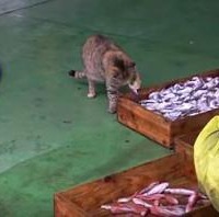 【動画】お魚食べ放題？