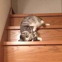 【動画】ぐにゃぐにゃ階段を降りる猫さん