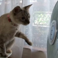 【動画】頭もくるくる！扇風機が気になる猫 画像