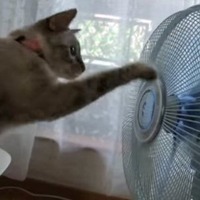 【動画】頭もくるくる！扇風機が気になる猫