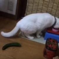 【動画】なぜにそこまで驚く！キュウリに驚く猫 画像