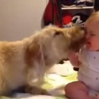 【動画】赤ちゃんと犬…猛烈スキンシップ 画像