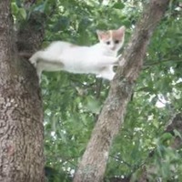 【動画】木から降りれなくなった子猫を助けようと母猫が…… 画像