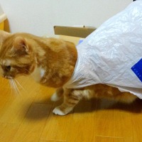 【動画】レジ袋はもうコリゴリ！猫の惨事 画像