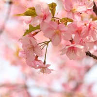 4月に大型連休があるため、花見を目当てに来日するタイ人は多い