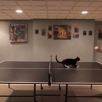 【動画】どうしても卓球に手を出したい猫さん 画像