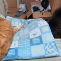 【動画】なぜ!? 座布団から落とされる猫 画像