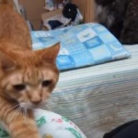 【動画】なぜ!? 座布団から落とされる猫