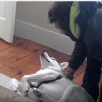【動画】可愛いハスキー犬「ノー！」の一点張り 画像