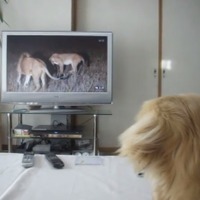 【動画】レトリバー、テレビのライオンに後ずさり