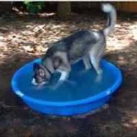 【動画】プールで大はしゃぎのハスキー犬