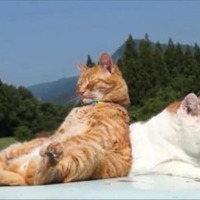 【動画】おかしな格好でまったりする猫たち