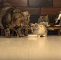 【動画】子猫と猫10匹、総勢11匹！の食事風景 画像