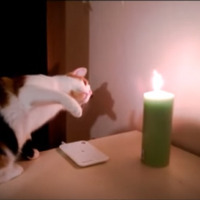 【動画】ローソクの灯りに猫パンチ！ 画像