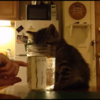 【動画】水を飲む姿勢で寝てしまった子猫