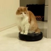 【動画】ルンバにのる猫さん