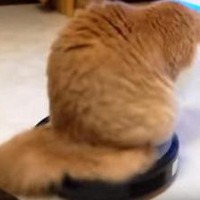 【動画】ルンバにのる猫さん