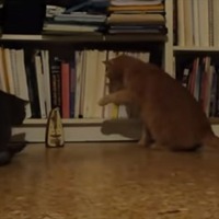 【動画】猫 vs メトロノーム