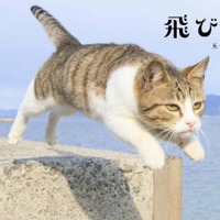 『飛び猫』写真展が開催！「春の飛び猫写真展　全国巡回」栃木・福島・京都の3都市で！ 画像