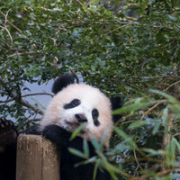 上野動物園園長、シャンシャン1歳誕生日にコメント「ほっとしています」 画像