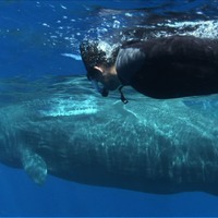 的場浩司、立って眠るマッコウクジラとのゲキレア2ショット撮影に挑戦