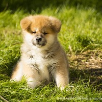 貴重な秋田犬の赤ちゃん写真も！「秋田犬のおやこ」写真展が開催