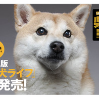 雑誌版『柴犬ライフ』が季刊誌に！冬号表紙はインスタフォロワー28万人“もぐちゃん”