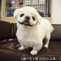 鼻ぺちゃ犬の合同写真展＆物販展「鼻ぺちゃ展 2020 in 広島」