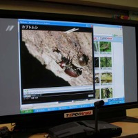 「eZUKAN」でカブトムシの動画を再生している画面
