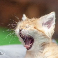 愛くるしい表情満載！世界最小級の野生ネコ「スナネコ」を特集した初写真集 画像