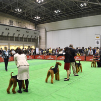 日本最大規模のドッグショーが大阪で開催