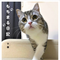 YouTube総再生5億回！猫のフォトブック『もちまる日記』オリコン「写真集」ジャンル1位に 画像