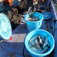 女性だけの漁師チームが挑むスマート漁業！「魚をより確実に獲る」ハイテク機器......『BACKSTAGE』 画像