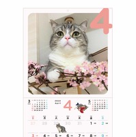 世界一の猫になった人気YouTubeチャンネル「もちまる日記」新作カレンダー発売決定