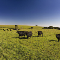 ブロンコビリー、人気のブランド牛「ぶどう牛」が数量限定で復活