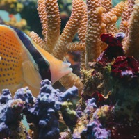 『パフ －サンゴ礁の神秘－』12月16日独占配信