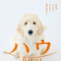 犬と人の絆描いた「ハウ」小説・映画で作品化！監督は犬童一心、原作は斉藤ひろし 画像