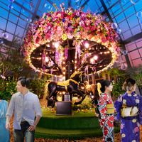 京成バラ園、珍しい夏バラの開花に合わせライトアップイベント開催！ 画像