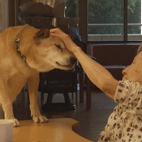 特別養護老人ホームで暮らす“看取り犬”とのワンダフルライフ........NHK『ETV特集』 画像