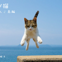 猫たちの島暮らしを収録した 「飛び猫　にゃんこ島編」が発売決定 画像