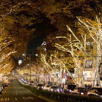 日本初、アフタヌーンティーバスツアーが運行！クリスマス感たっぷりの特別仕様