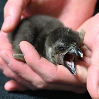 京都水族館でかわいいケープペンギンの赤ちゃんが誕生