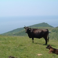 放牧で飼育されるしまね和牛