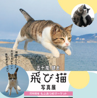 五十嵐 健太「飛び猫写真展」が東武宇都宮で開催 画像