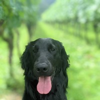 岡山ワインバレーの愛犬