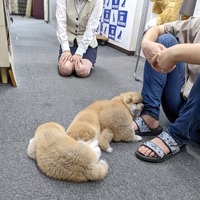 お昼寝中の仔犬たち（写真はあきほ@秋田犬会館の公式Xから）※公益社団法人「秋田犬保存会」に掲載許諾をもらってます
