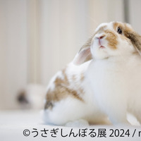 うさぎしんぼる展 2024