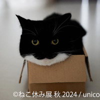 ねこ休み展 秋 2024