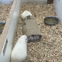 コメダの麻袋はモルモットたちに大人気！（写真は甲府市遊亀公園附属動物園の公式Xより）※動物園より掲載許諾をいただいています